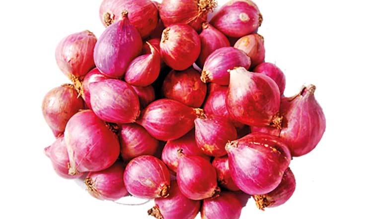 රතු ලූණු